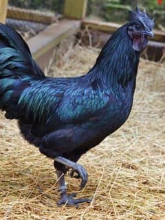 ayam cemani male Gray tangue