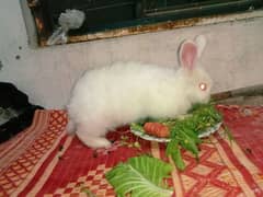 angora female sale 03224186572