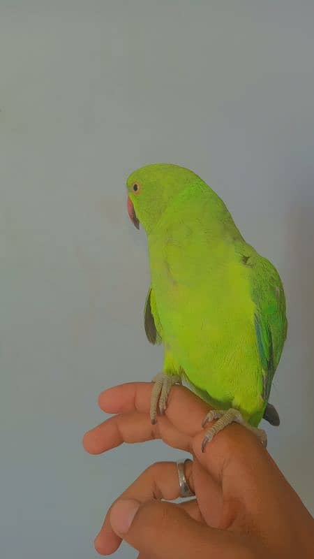 Handtame Ringneck 1