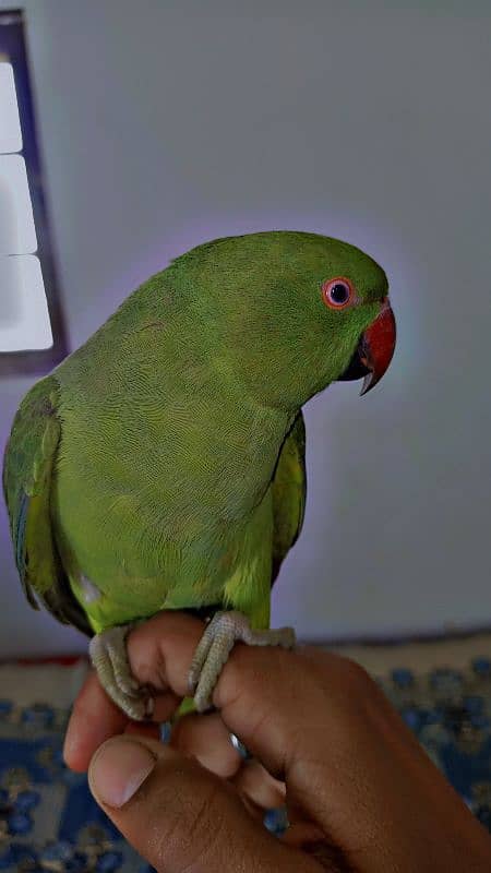 Handtame Ringneck 2