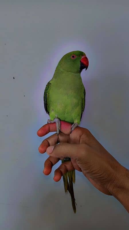 Handtame Ringneck 3