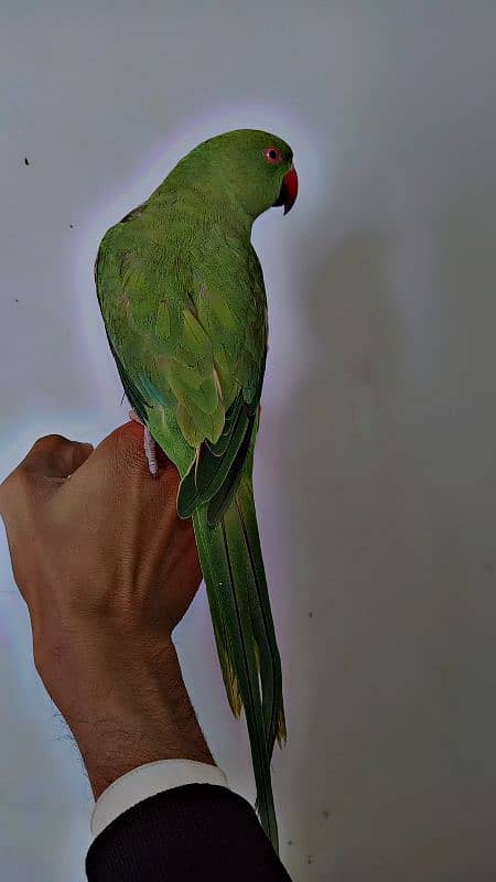 Handtame Ringneck 4