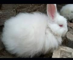 angora female for sale 03224186572