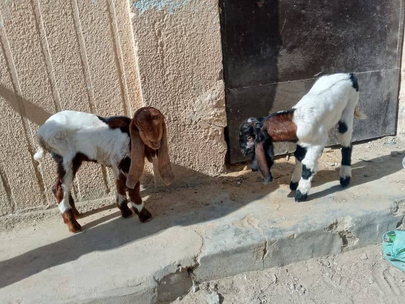 2 BEAUTIFUL GOAT'S 3