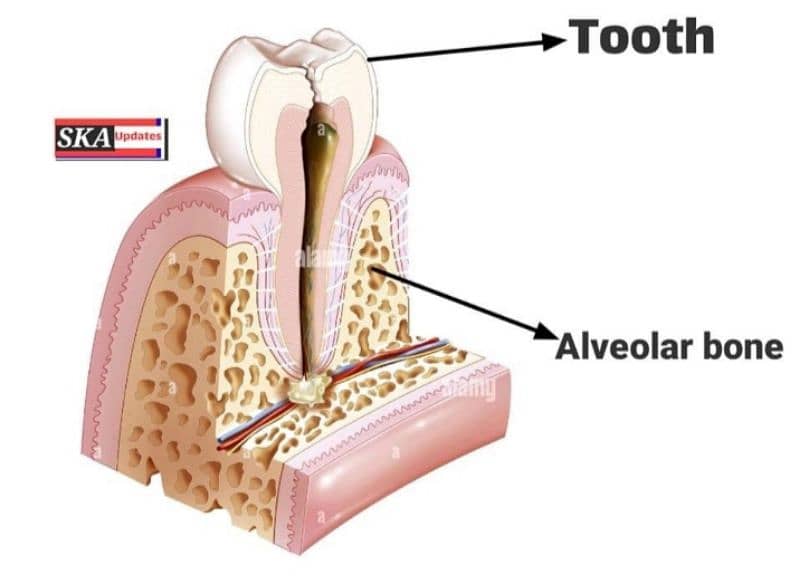 I need dental surgeon 1