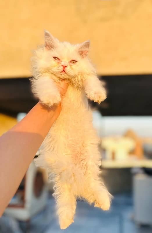 Beautiful persian kittens  Female Triple coat 0