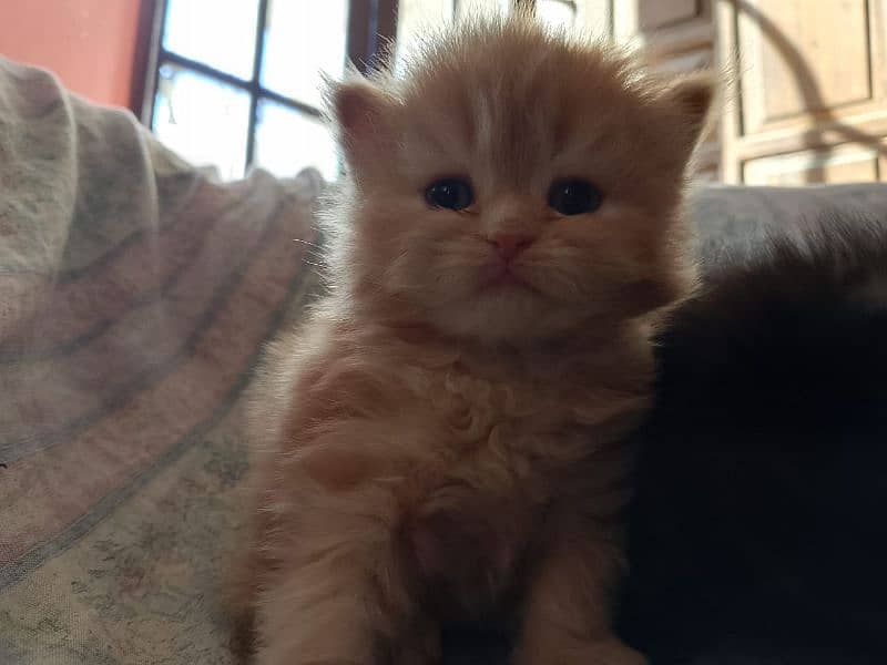 Persian kitten for sale 2