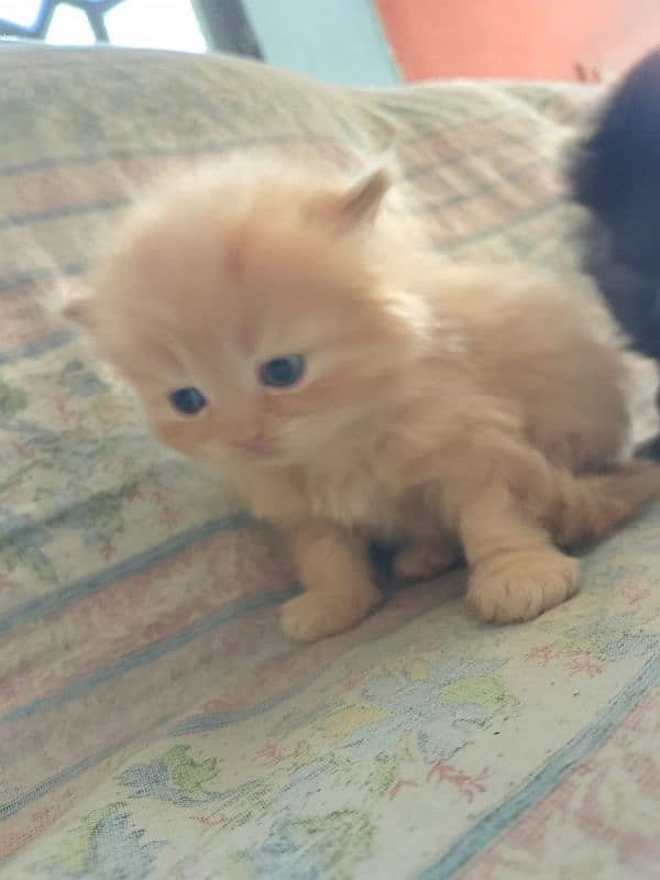 Persian kitten for sale 3