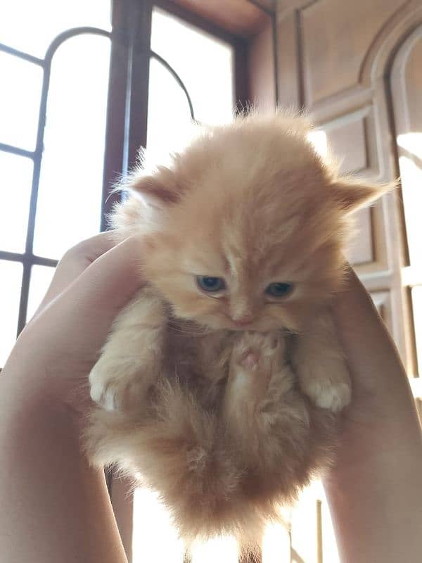 Persian kitten for sale 4