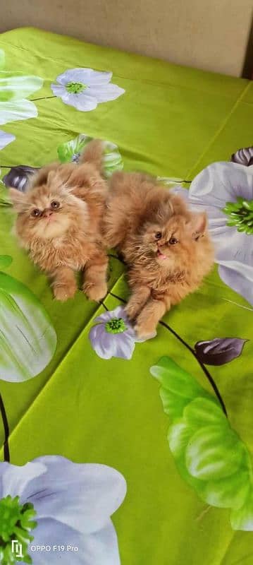 IMPORTED QUALITY PERSIAN KITTENS AVAILABLE 03207679060 WHSTTAAPP 1