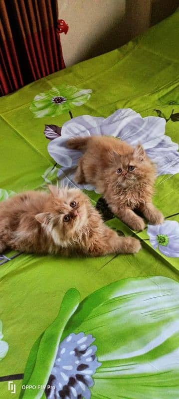 IMPORTED QUALITY PERSIAN KITTENS AVAILABLE 03207679060 WHSTTAAPP 3