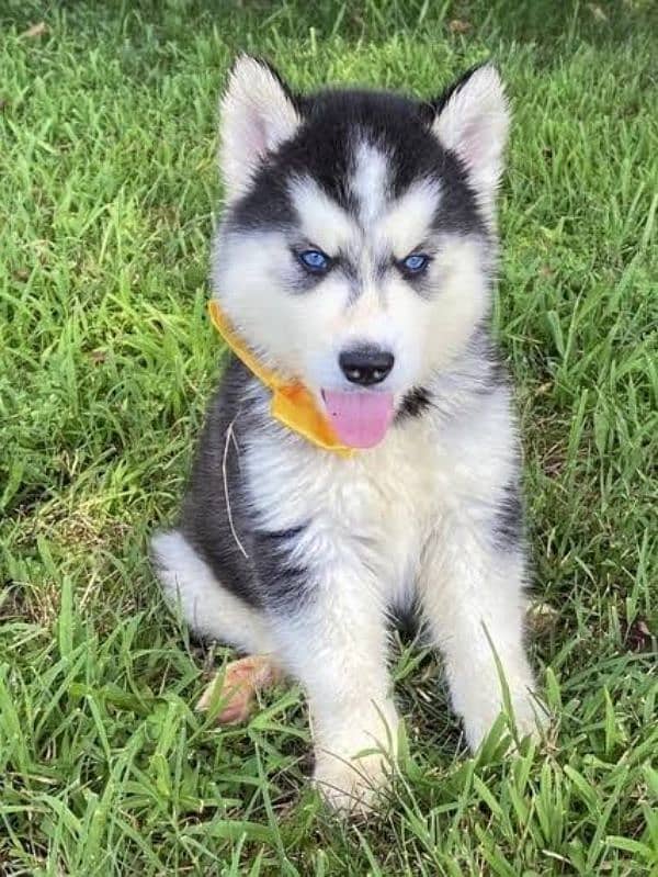 siberian husky puppies available 0