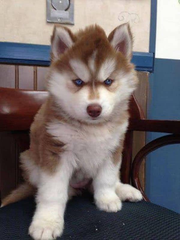 siberian husky puppies available 1