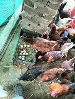 Eggs Laying Starter Murghi