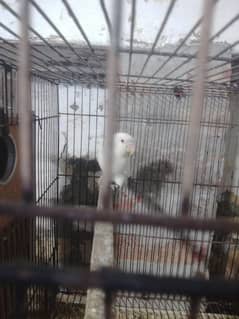 Albino Red Eye - 2 Pair + Cage + Box + Chicks