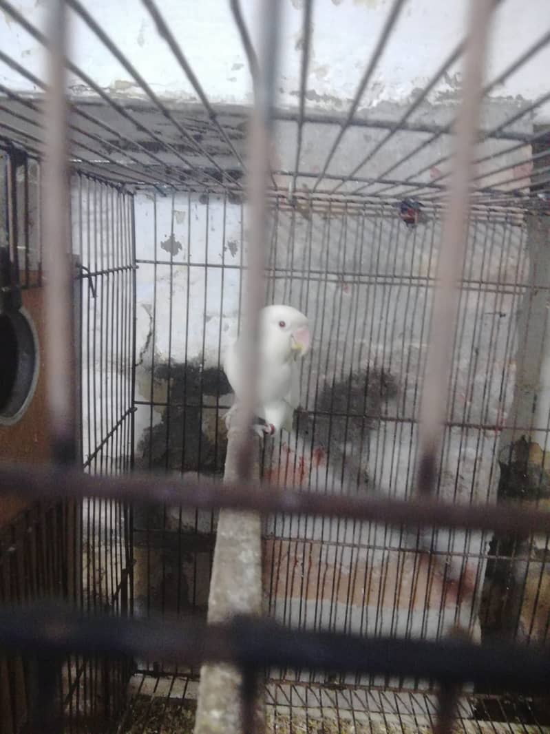 Albino Red Eye - 2 Pair + Cage + Box 0