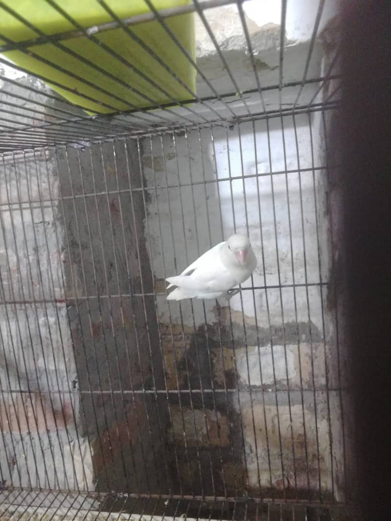 Albino Red Eye - 2 Pair + Cage + Box 1