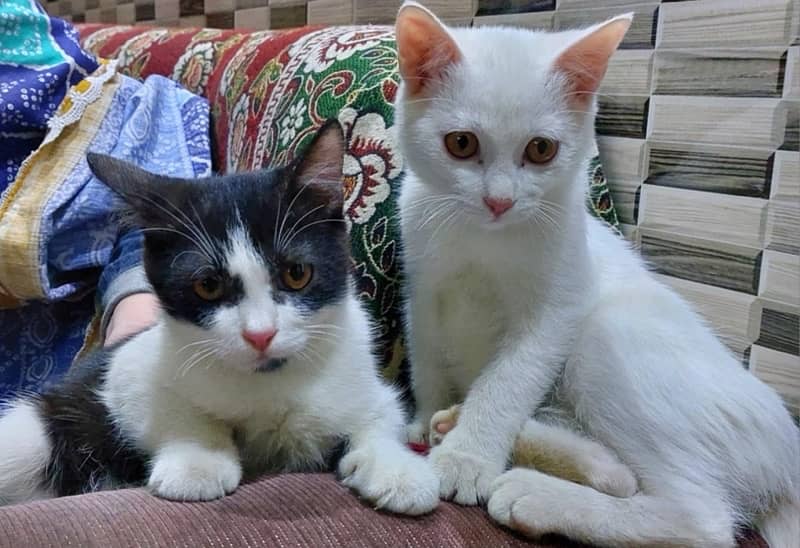 Persian Kittens Pair 0