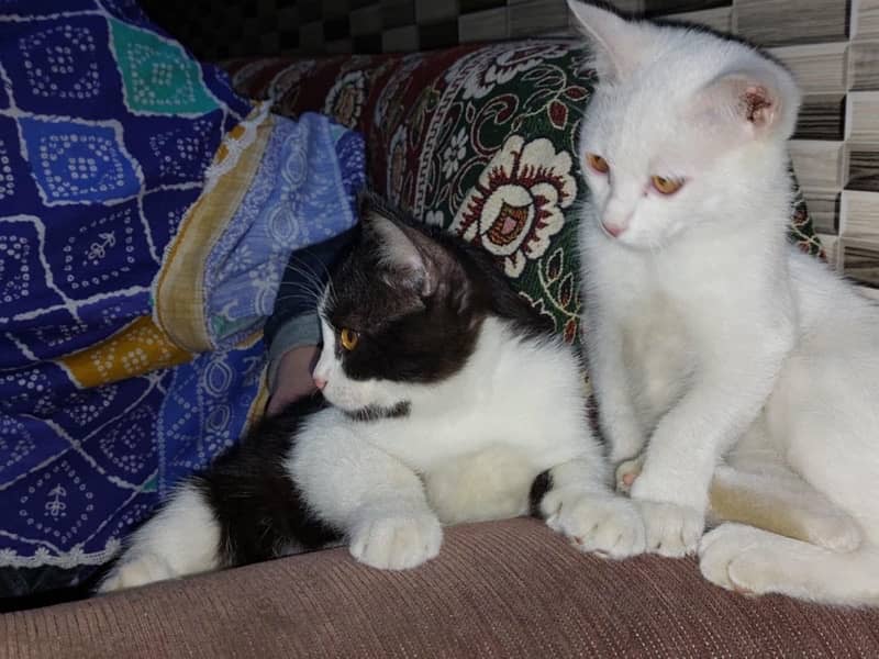 Persian Kittens Pair 3