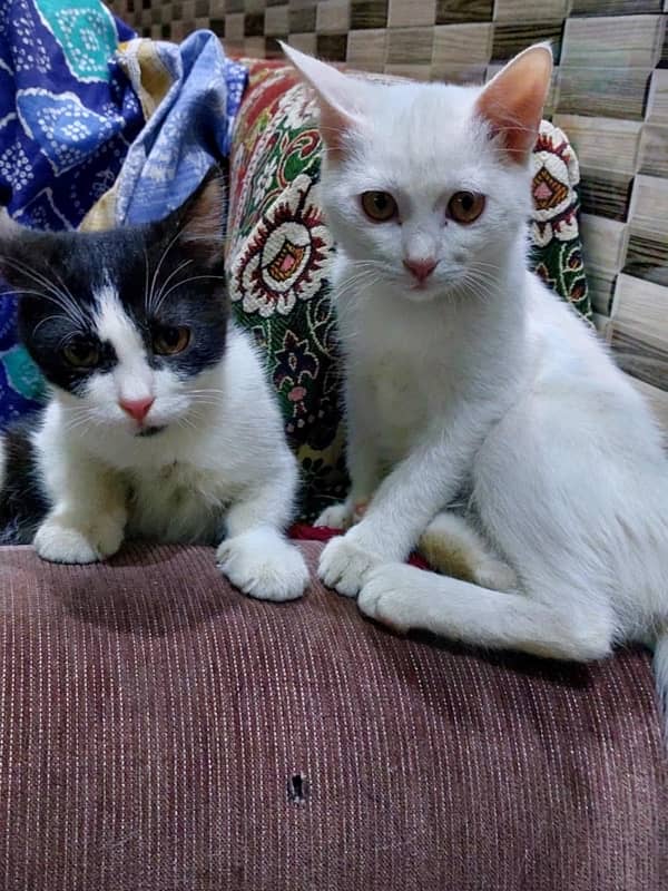 Persian Kittens Pair 5