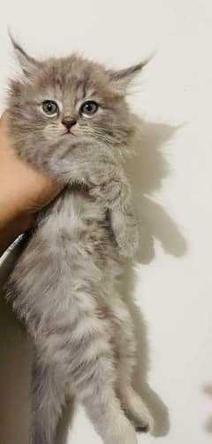 IMPORTED QUALITY PERSIAN KITTENS AVAILABLE 03207679060 WHSTTAAPP