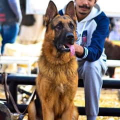 German shepherd male std