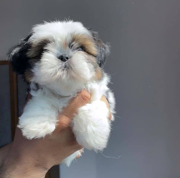 100%pure shihtzu Puppies available 0