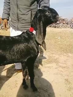 urgenl sale puer betal bakri jisko smjh ho vohi rabta kre