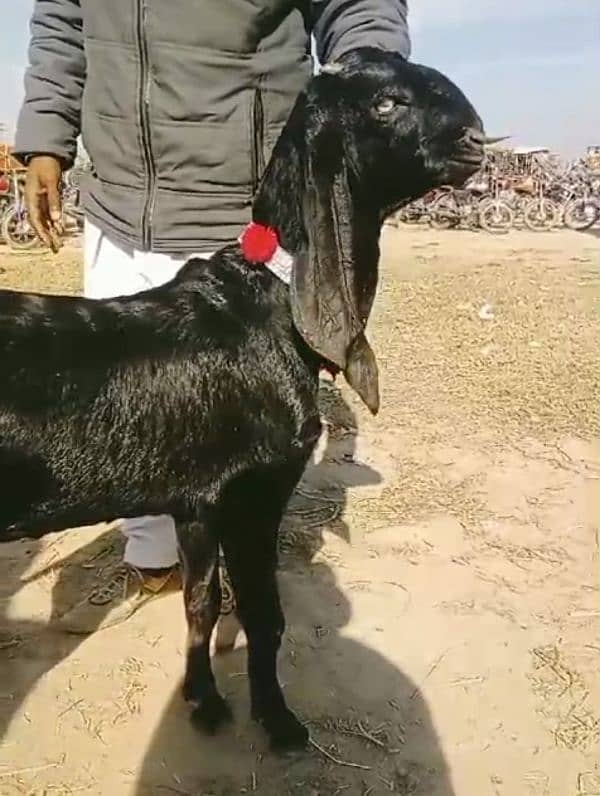 urgenl sale puer betal bakri jisko smjh ho vohi rabta kre 0