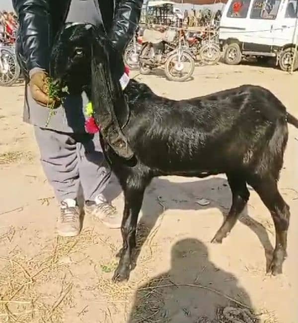 urgenl sale puer betal bakri jisko smjh ho vohi rabta kre 2