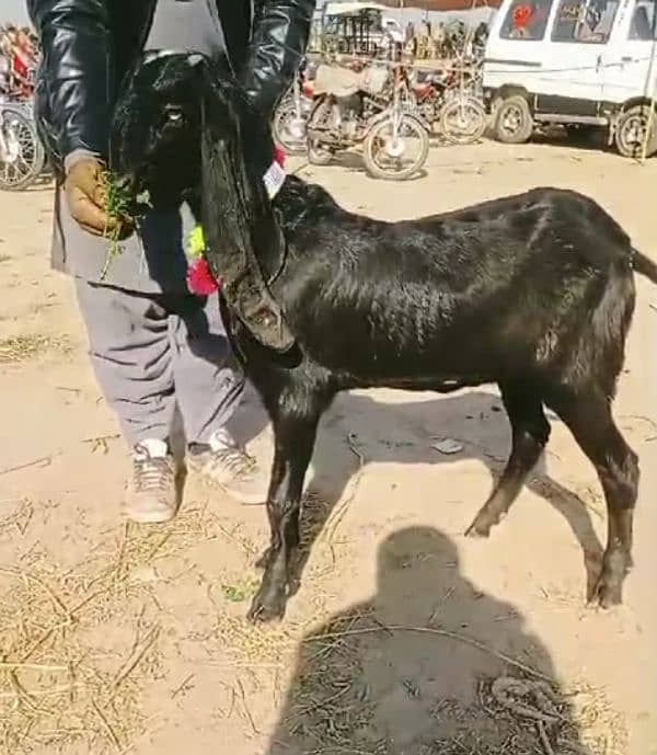 urgenl sale puer betal bakri jisko smjh ho vohi rabta kre 3