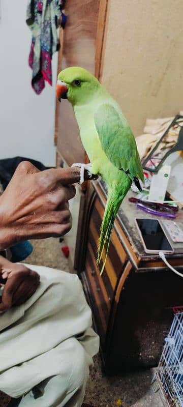 Ring neck green parrot 1