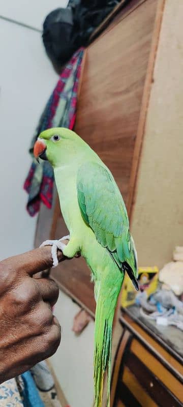 Ring neck green parrot 2