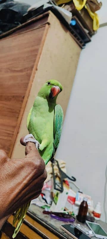 Ring neck green parrot 3