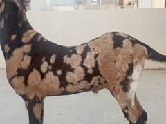 bakra jori for sale