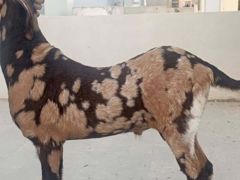 bakra jori for sale 0