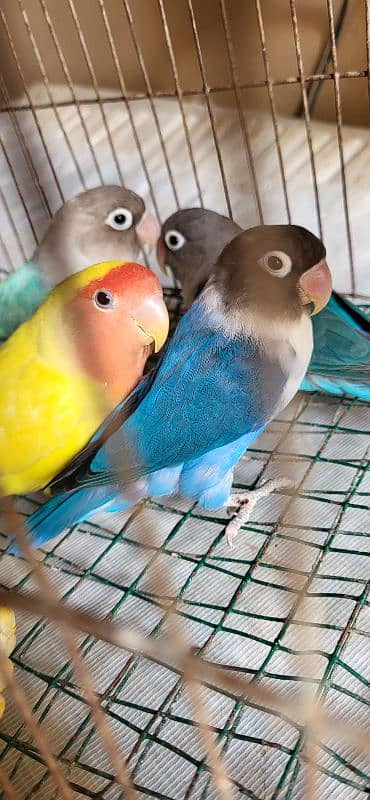 3 adult blue males, 1 adult lutino female, 1 adult cream cocktail pair 5