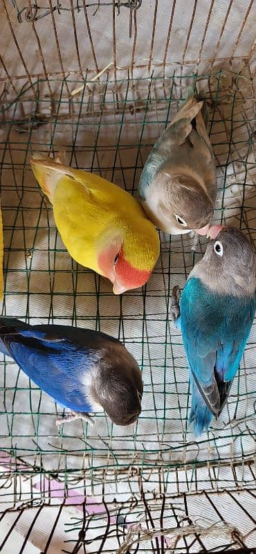 3 adult blue males, 1 adult lutino female, 1 adult cream cocktail pair 6