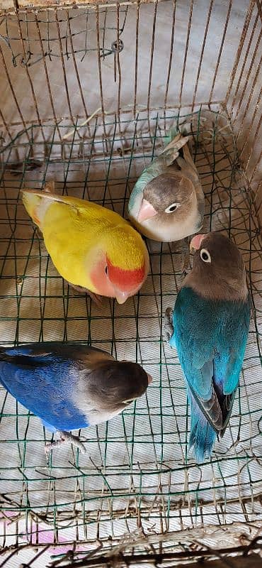 3 adult blue males, 1 adult lutino female, 1 adult cream cocktail pair 7