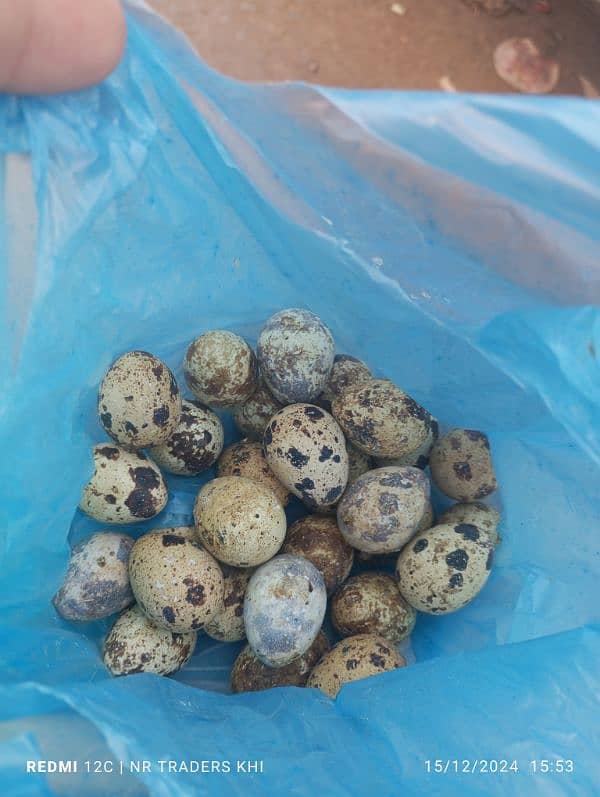 quail eggs batair eggs anday batair fresh eggs 0