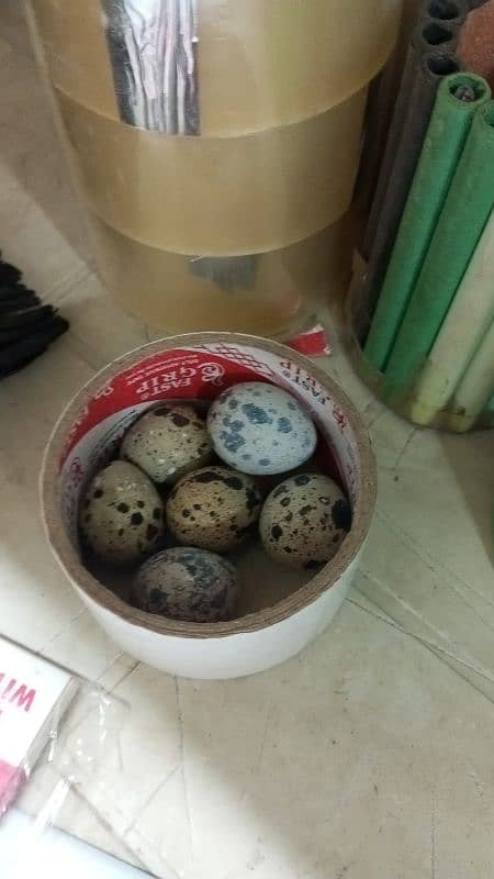 quail eggs batair eggs anday batair fresh eggs 2