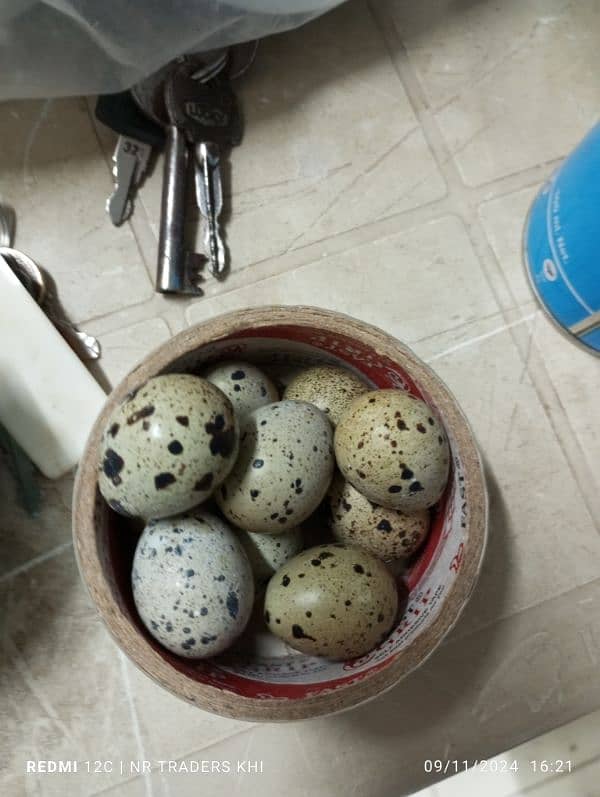 quail eggs batair eggs anday batair fresh eggs 3