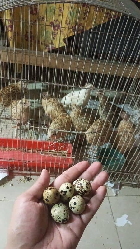 quail eggs batair eggs anday batair fresh eggs 9