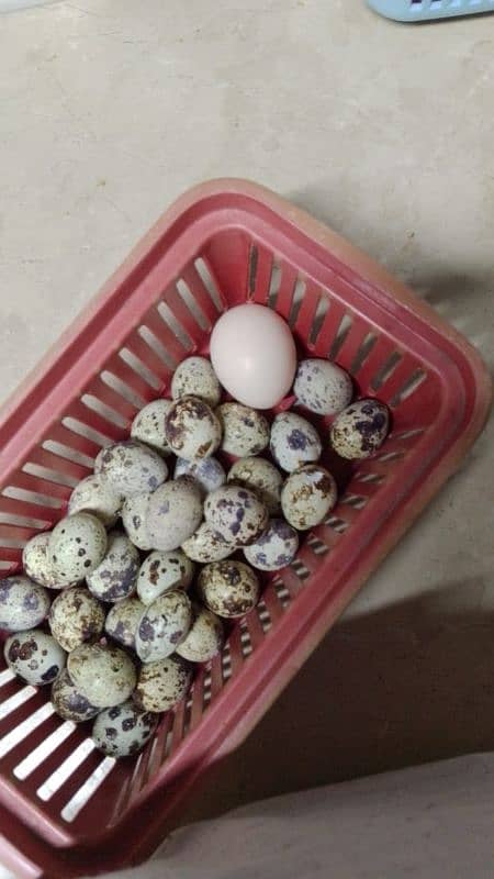 quail eggs batair eggs anday batair fresh eggs 11