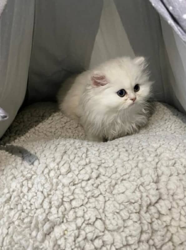 persian kitten white  2 months 1