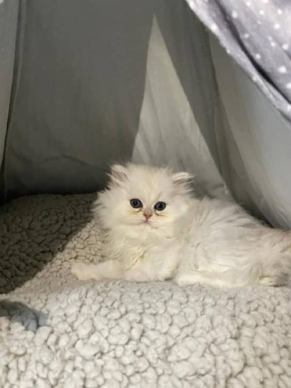 persian kitten white  2 months 3