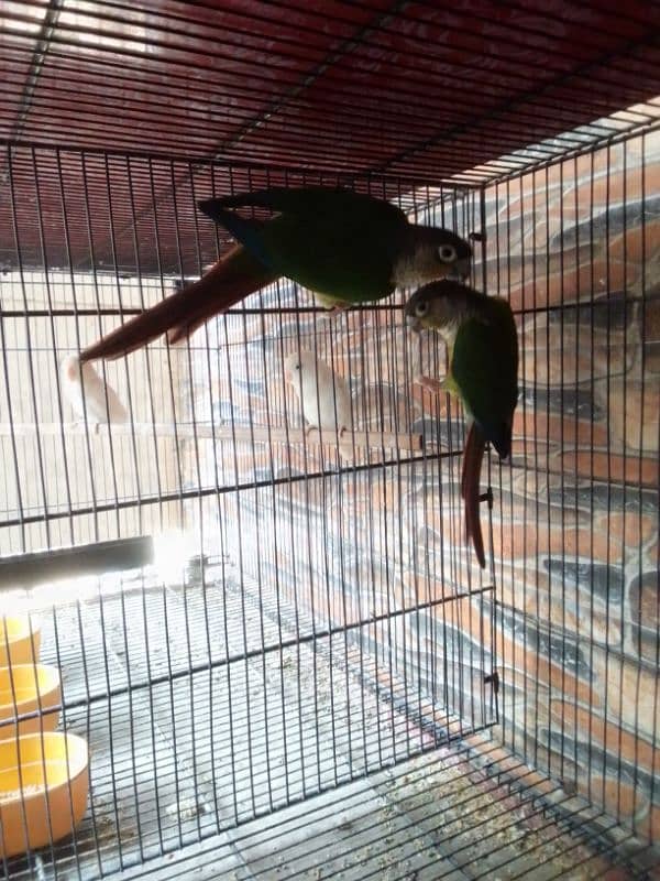 CONURE BREEDER PAIR 0