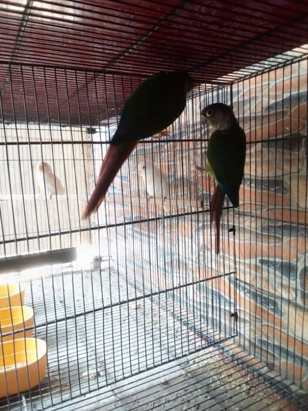 CONURE BREEDER PAIR 1