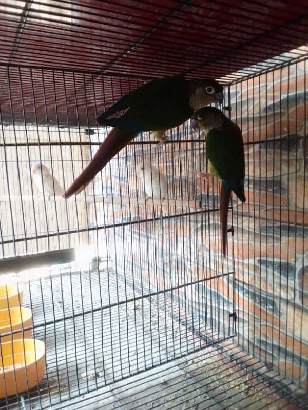 CONURE BREEDER PAIR 2