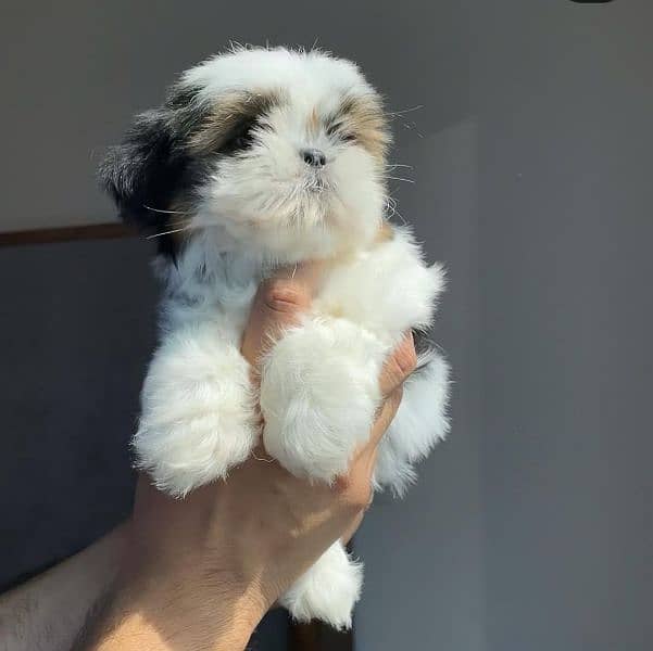 100%pure shihtzu Puppies available 1